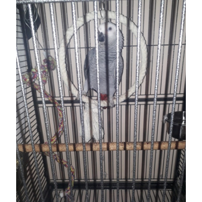 Perroquet gris du Gabon mâle EAM 1 an à vendre - France et Belgique Perroquet gris du Gabon mâle EAM 1 an à vendre - France et Belgique