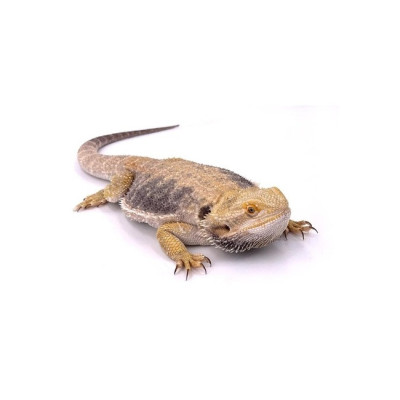 agame barbu juvénile à vendre, Pogona vitticeps, lézard exotique en captivité, dragon barbu agame barbu juvénile à vendre, Pogona vitticeps, lézard exotique en captivité, dragon barbu
