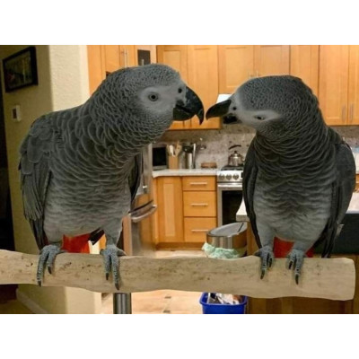 Perroquet gris du Gabon EAM 2 ans mâle ou femelle - Élevé à la main et excellent parleur Perroquet gris du Gabon EAM 2 ans mâle ou femelle - Élevé à la main et excellent parleur