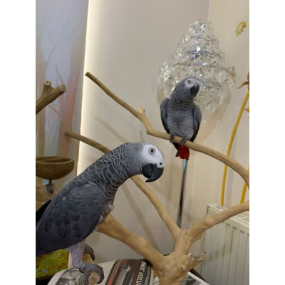 Perroquet gris Gabon EAM 2 ans - Certificat et élevage à la main Perroquet gris Gabon EAM 2 ans - Certificat et élevage à la main