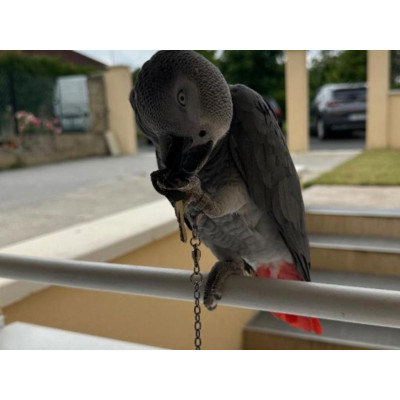 Psittacus erithacus femelle EAM 1 an - Jeune perroquet sociable au potentiel parlant exceptionnel Psittacus erithacus femelle EAM 1 an - Jeune perroquet sociable au potentiel parlant exceptionnel