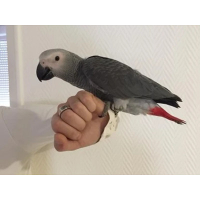 Perroquet gris du Gabon femelle EAM 1 an - Élevée à la main, certificat Perroquet gris du Gabon femelle EAM 1 an - Élevée à la main, certificat