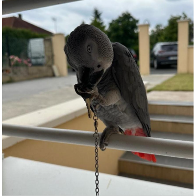 Psittacus erithacus femelle EAM 1 an - Jeune perroquet sociable au potentiel parlant exceptionnel Psittacus erithacus femelle EAM 1 an - Jeune perroquet sociable au potentiel parlant exceptionnel