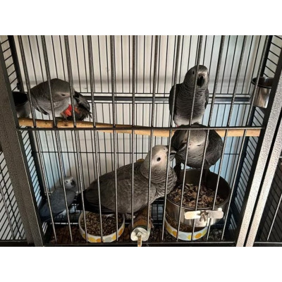Psittacus erithacus EAM 6 mois - Jeune perroquet élevé main, idéal pour apprentissage parole Psittacus erithacus EAM 6 mois - Jeune perroquet élevé main, idéal pour apprentissage parole