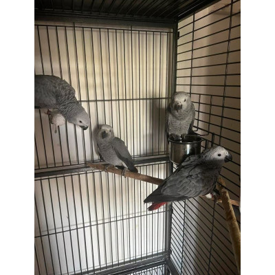 Perroquet gris du Gabon jeune EAM 6 mois mâle ou femelle - Certificat CITES Perroquet gris du Gabon jeune EAM 6 mois mâle ou femelle - Certificat CITES