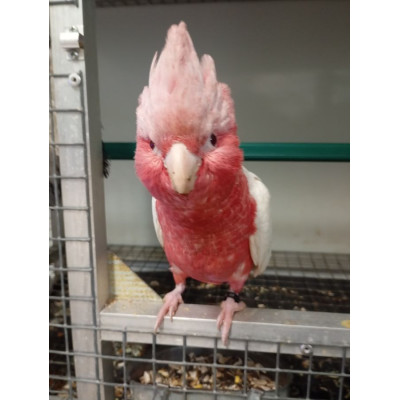 Cacatoès lutino femelle EAM 6 mois - Oiseau rare, certificat CITES Cacatoès lutino femelle EAM 6 mois - Oiseau rare, certificat CITES