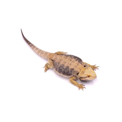 agame barbu juvénile à vendre, Pogona vitticeps, lézard exotique en captivité, dragon barbu agame barbu juvénile à vendre, Pogona vitticeps, lézard exotique en captivité, dragon barbu