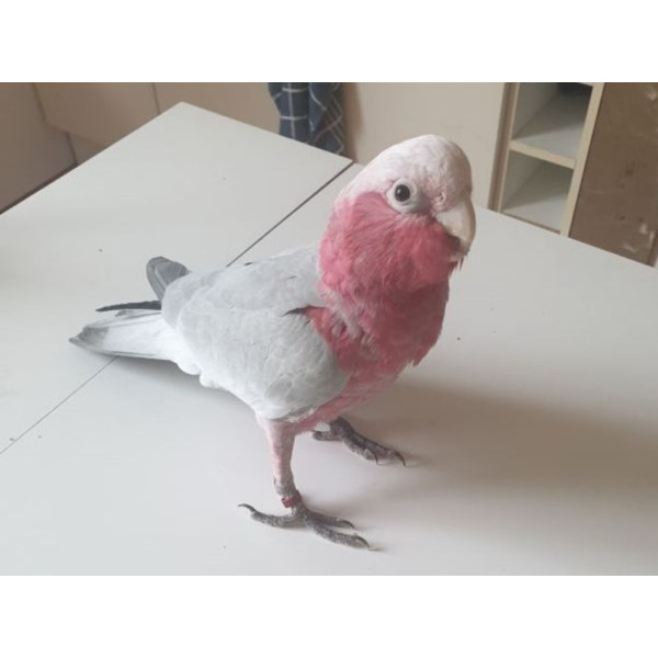 Perroquet cacatoès rosalbin - Eolophus roseicapilla mâle EAM (1 an) PA8