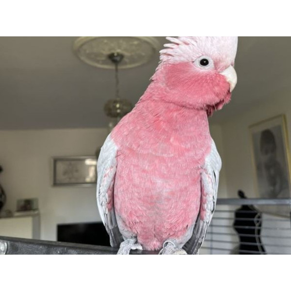 Perroquet cacatoès rosalbin - Eolophus roseicapilla mâle EAM (2 ans) PA9