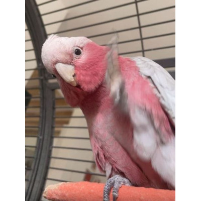 Perroquet cacatoès rosalbin mâle EAM 2 ans à vendre Perroquet cacatoès rosalbin mâle EAM 2 ans à vendre