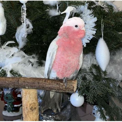 Perroquet cacatoès rosalbin affectueux élevé à la main Perroquet cacatoès rosalbin affectueux élevé à la main
