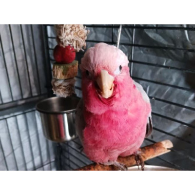 Perroquet cacatoès rosalbin femelle EAM 8 mois Perroquet cacatoès rosalbin femelle EAM 8 mois