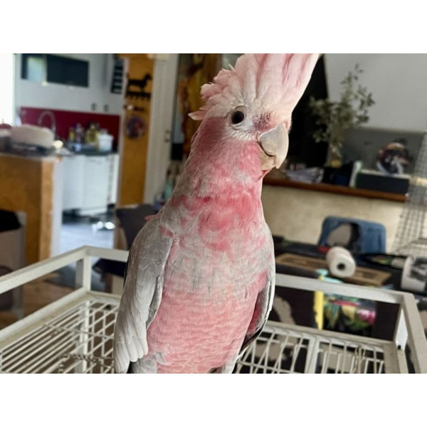 Perroquet cacatoès rosalbin - Eolophus roseicapilla femelle EAM (10 mois) PM9