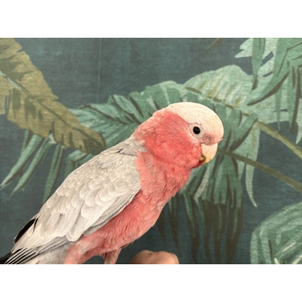 Perroquet cacatoès rosalbin - Eolophus roseicapilla femelle EAM (1 an) PA6