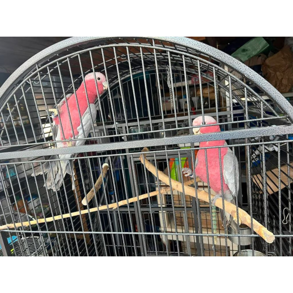 Perroquet cacatoès rosalbin - Eolophus roseicapilla EAM (5 mois) PM4