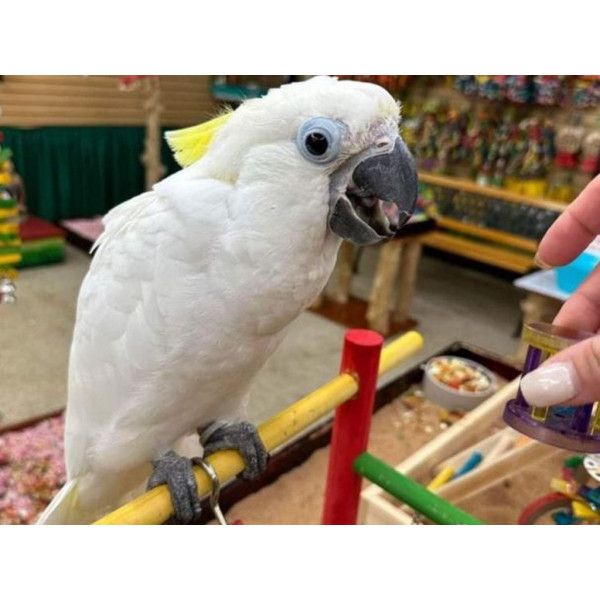 Perroquet cacatoès à huppe jaune - Cacatua galerita EAM (6 mois) PS9