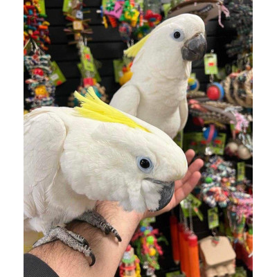 Perroquet qui chante Cacatua galerita sociable avec sa huppe jaune. Perroquet qui chante Cacatua galerita sociable avec sa huppe jaune.