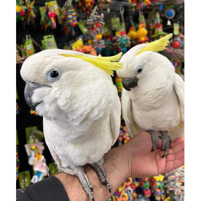 Couple jeune perroquet Cacatoès à huppe jaune EAM de 6 mois. Couple jeune perroquet Cacatoès à huppe jaune EAM de 6 mois.
