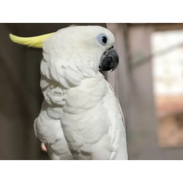 Perroquet cacatoès à huppe jaune - Cacatua galerita jeune mâle EAM (8 mois) PH5
