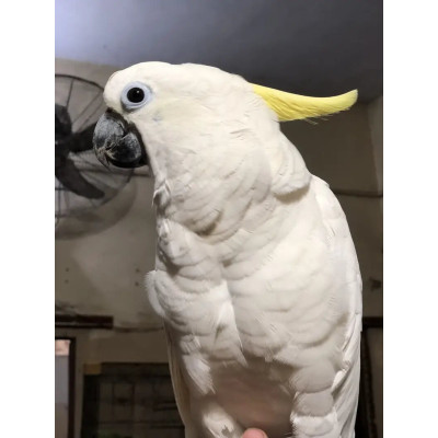 Cacatoès à huppe jaune mâle de 8 mois, élevé à la main. Cacatoès à huppe jaune mâle de 8 mois, élevé à la main.