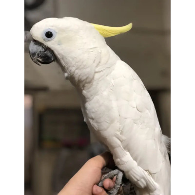 Cacatoès huppe jaune mâle EAM (8 mois) - Perroquet qui parle à vendre Cacatoès huppe jaune mâle EAM (8 mois) - Perroquet qui parle à vendre