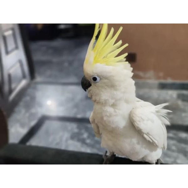 Perroquet cacatoès à huppe jaune - Cacatua galerita jeune mâle EAM (8 mois) PH9
