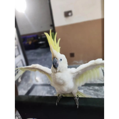 Perroquet Cacatua galerita mâle élevé à la main (EAM). Perroquet Cacatua galerita mâle élevé à la main (EAM).