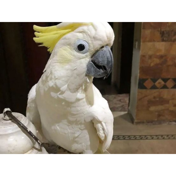 Perroquet cacatoès à huppe jaune - Cacatua galerita jeune mâle EAM (10 mois) PD4