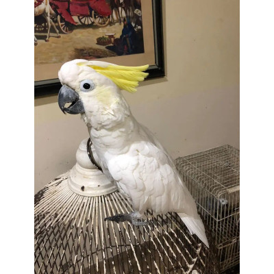 Perroquet Cacatua galerita mâle élevé à la main (EAM). Perroquet Cacatua galerita mâle élevé à la main (EAM).