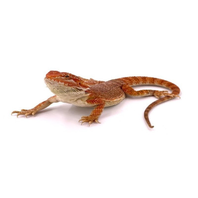 agame barbu juvénile à vendre, Pogona vitticeps, lézard exotique en captivité, dragon barbu, dragon barbu Red Hypo Transluscent agame barbu juvénile à vendre, Pogona vitticeps, lézard exotique en captivité, dragon barbu, dragon barbu Red Hypo Transluscent