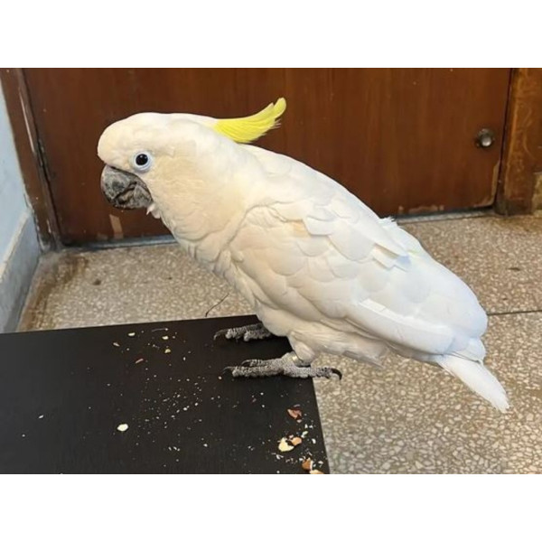 Perroquet cacatoès à huppe jaune - Cacatua galerita jeune femelle EAM (8 mois) PH2