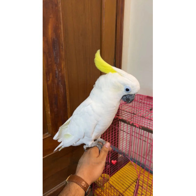 cacatua galerita jeune femelle perroquet à vendre cacatua galerita jeune femelle perroquet à vendre