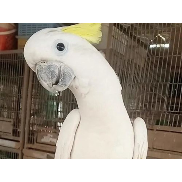 Perroquet cacatoès à huppe jaune - Cacatua galerita jeune femelle EAM (1 an) PA5