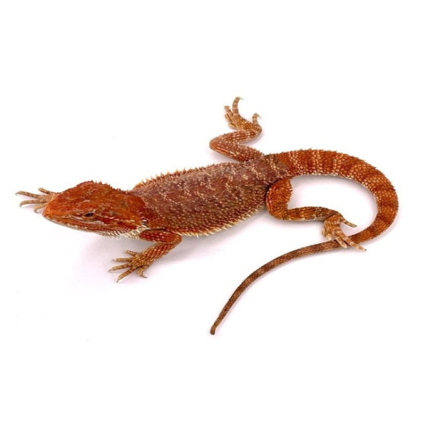 Pogona vitticeps – Agame barbu (Dragon barbu Red Hypo Transluscent femelle 24 cm)