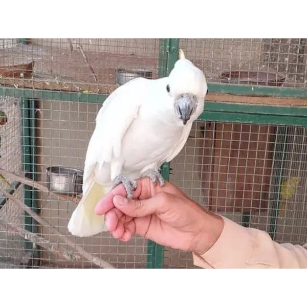 Perroquet cacatoès à huppe jaune - Cacatua galerita EAM (7 mois) PS8