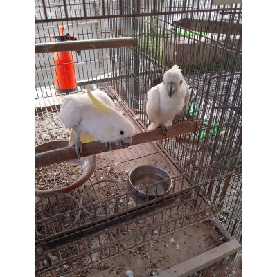 cacatua galerita jeune perroquet mâle ou femelle cacatua galerita jeune perroquet mâle ou femelle