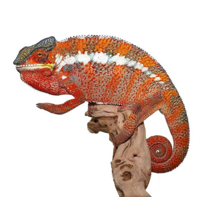 Caméléon panthère Tamatave jeune male et femelle avec ses couleurs rouge vif. Caméléon panthère Tamatave jeune male et femelle avec ses couleurs rouge vif.