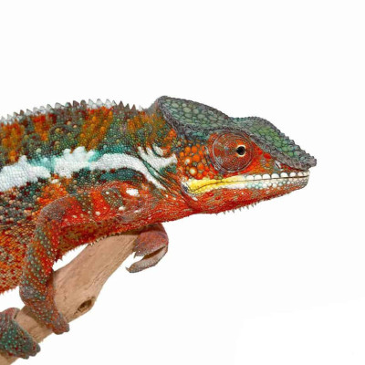 Furcifer pardalis de la localité Tamatave sur une branche. Furcifer pardalis de la localité Tamatave sur une branche.