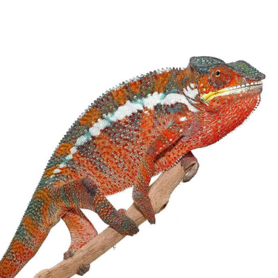 Gros plan sur la tête d'un caméléon panthère Tamatave. Gros plan sur la tête d'un caméléon panthère Tamatave.