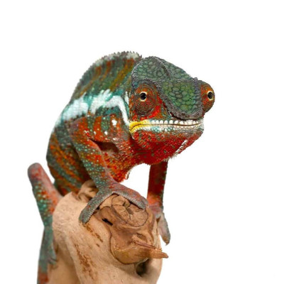Caméléon panthère "Tamatave" - Furcifer pardalis (Mâle et femelle Juvénile) Caméléon panthère "Tamatave" - Furcifer pardalis (Mâle et femelle Juvénile)