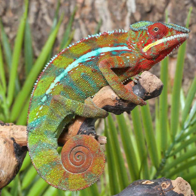 Caméléon panthère Ambilobe red (Furcifer pardalis) mâle ou femelle. Caméléon panthère Ambilobe red (Furcifer pardalis) mâle ou femelle.