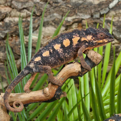 Spécimen de Caméléon Panthère Ambilobe "red" disponible à la vente. Spécimen de Caméléon Panthère Ambilobe "red" disponible à la vente.