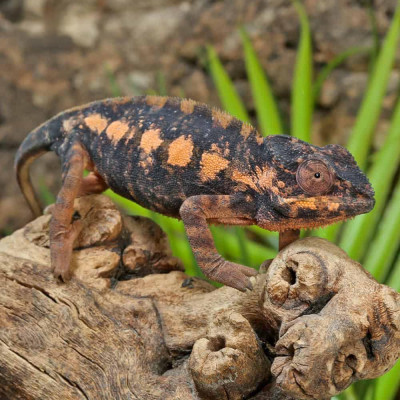 Gros plan sur un caméléon panthère Ambilobe red sur sa branche. Gros plan sur un caméléon panthère Ambilobe red sur sa branche.