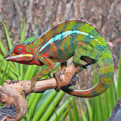 Furcifer pardalis de la localité Ambilobe aux couleurs rouges et bleues. Furcifer pardalis de la localité Ambilobe aux couleurs rouges et bleues.