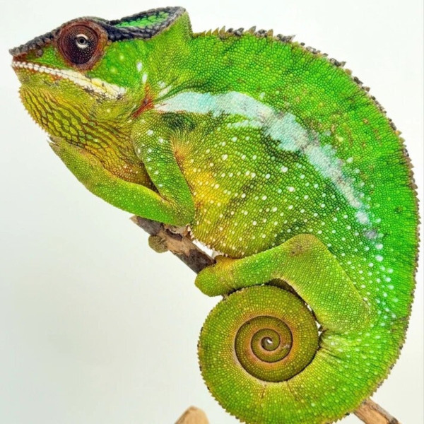 Caméléon panthère - Furcifer pardalis Nosy Mitsio mâle