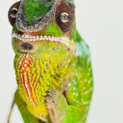 Spécimen mâle de Caméléon Panthère Nosy Mitsio disponible à la vente. Spécimen mâle de Caméléon Panthère Nosy Mitsio disponible à la vente.