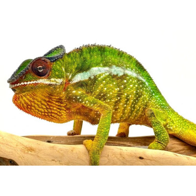 Mâle Caméléon Panthère de la localité Nosy Mitsio (Furcifer pardalis). Mâle Caméléon Panthère de la localité Nosy Mitsio (Furcifer pardalis).