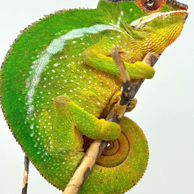 Furcifer pardalis Nosy Mitsio mâle aux couleurs jaunes et vertes caractéristiques. Furcifer pardalis Nosy Mitsio mâle aux couleurs jaunes et vertes caractéristiques.