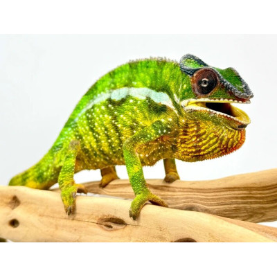 Caméléon de Madagascar : Mâle Furcifer pardalis Nosy Mitsio sur une branche. Caméléon de Madagascar : Mâle Furcifer pardalis Nosy Mitsio sur une branche.