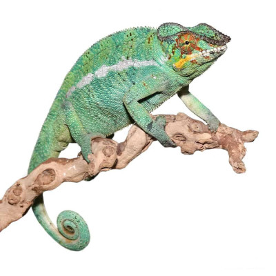 achat Furcifer pardalis Nosy Be, caméléon panthère bleu, caméléon Nosy Be à vendre, reptile arboricole ferme tropicale achat Furcifer pardalis Nosy Be, caméléon panthère bleu, caméléon Nosy Be à vendre, reptile arboricole ferme tropicale